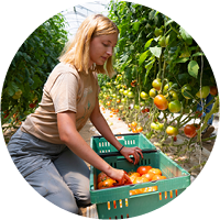 Image of a student working in Marist's community garden